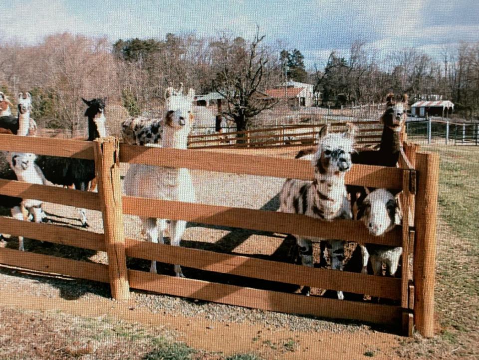 Patticake (lower right), the minidonkey who lived with the llamas at Natural Bridge Zoo before the seizure.