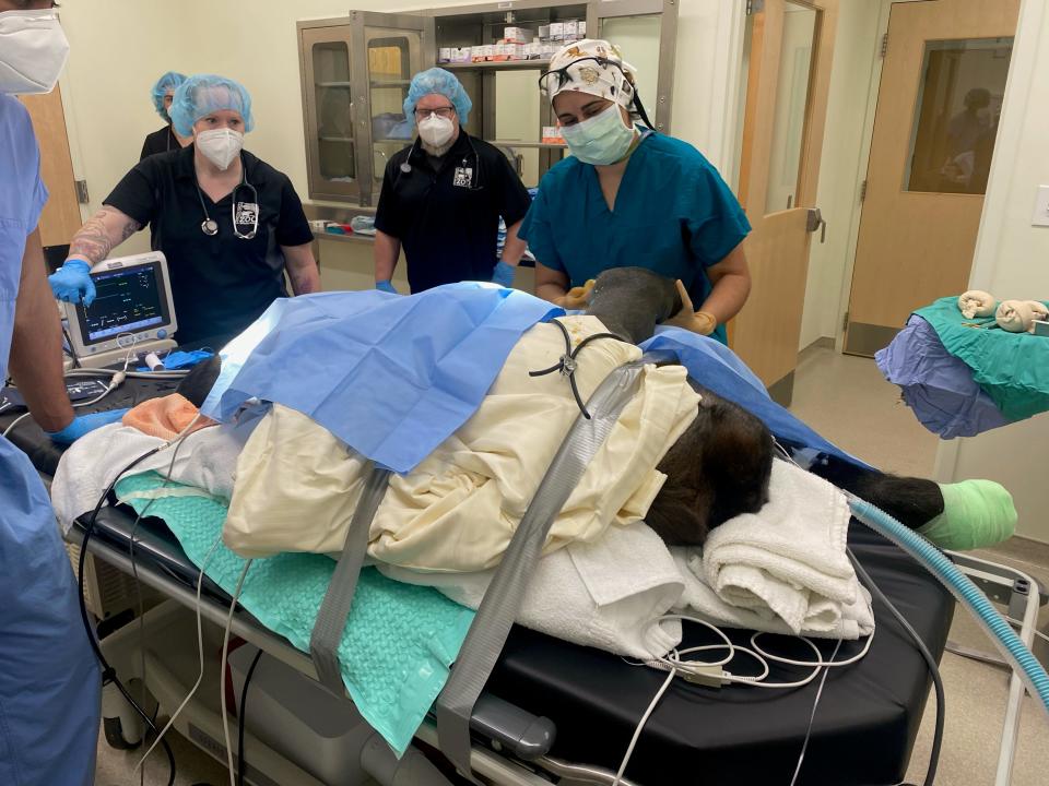 Joy Cooper, vet tech, left, and Dr. Wenninger, zoo director of animal health at the Cincinnati Zoo & Botanical Garden, work with Dr. Meera Kotagal, Cincinnati Children's director of trauma services and pediatric surgeon, as they prepare to operate on Gladys, an 11-year-old lowland gorilla on April 14. Gladys broke her arm. A week later, surgeons replaced the cast with a 3D titanium cast designed by GE Additive.