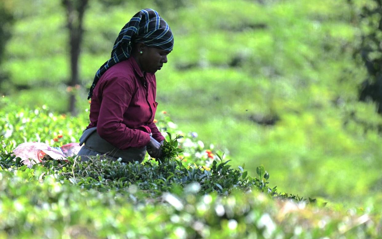 Tea harvests in India have been hit by extreme weather and a pesticide ban