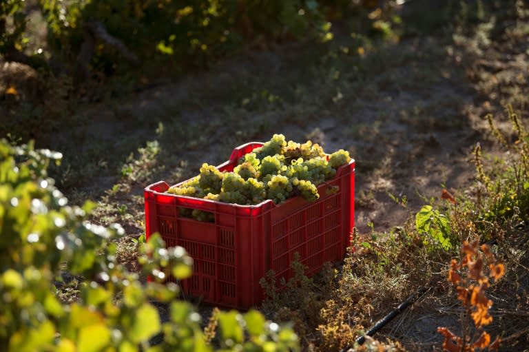 Cape Town's Vinpro winemakers association says 40 percent of its 3,200 members are loss-making and 900 have thrown in the towel in the past decade even as national production rose around 50 percent between 2005 and 2015