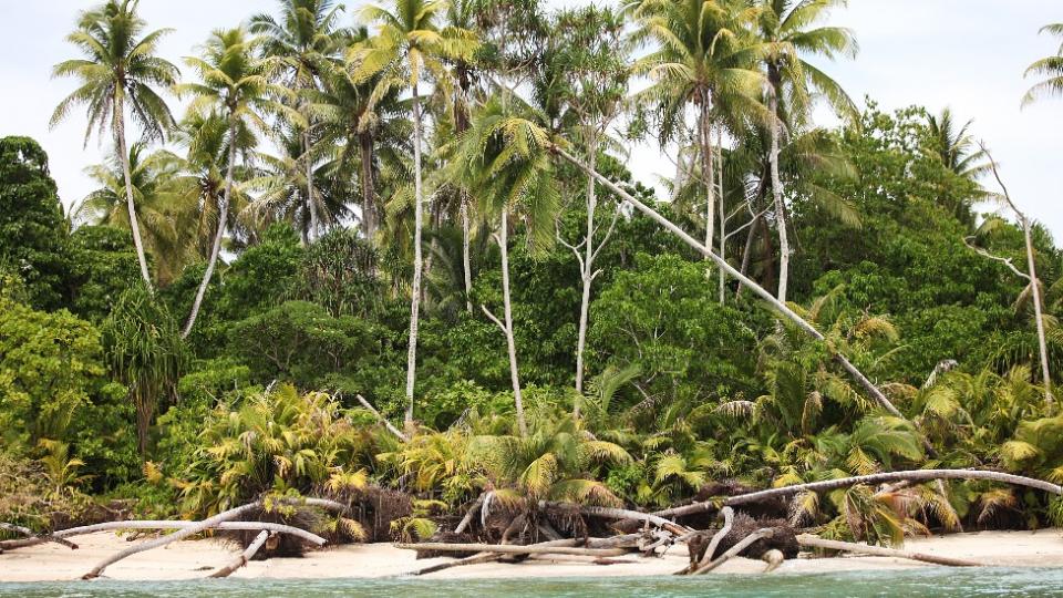 Palmeras caídas por la erosión del suelo en la costa