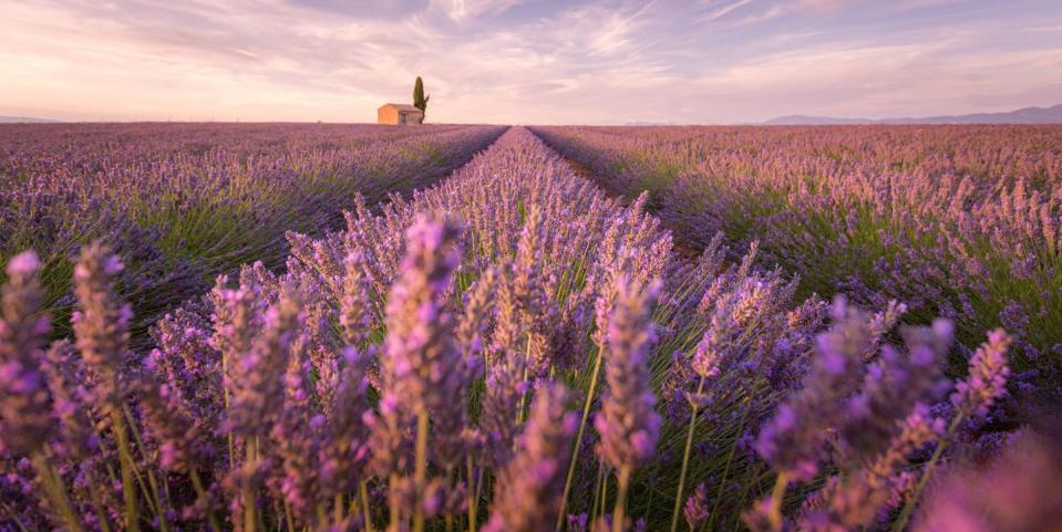 lavender field at sunset, valensole, provence, france