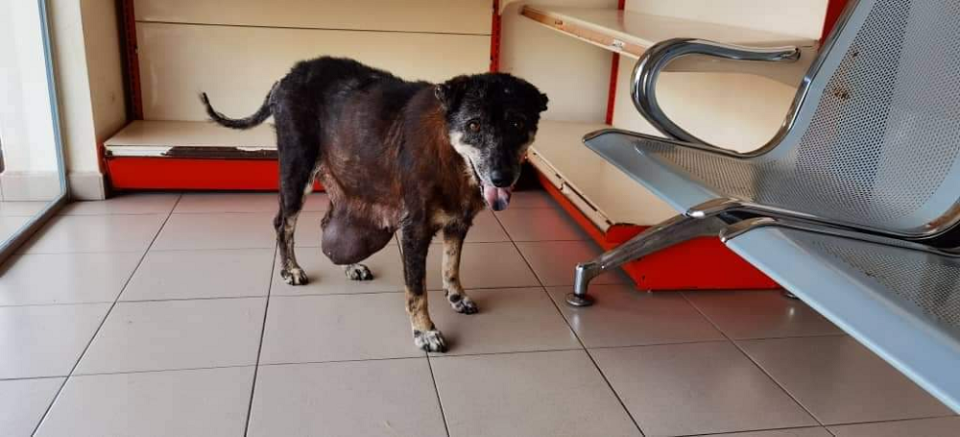 Independent rescuer Joanne Low said besides feeding strays at Manjung, she also sends those in need of medical treatment to veterinarians. ― Picture courtesy of Joanne Low