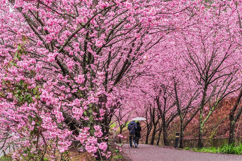 可樂旅遊「武陵浪漫櫻花季」最低每人只要1,799元起。（圖／可樂旅遊提供）