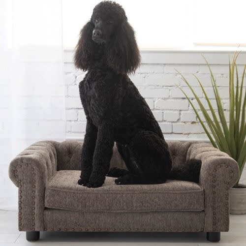 newton sofa dog