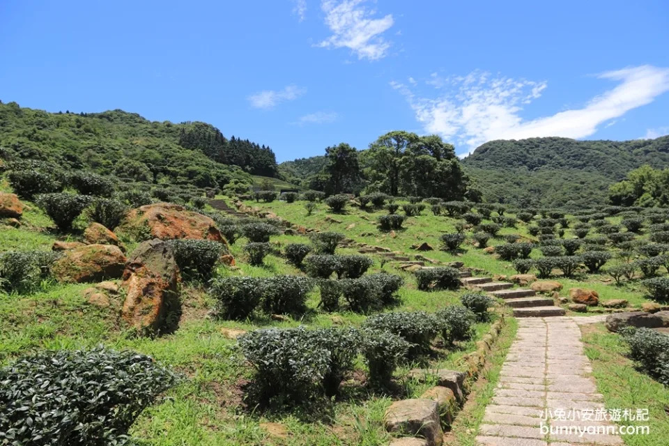 三峽熊空茶園