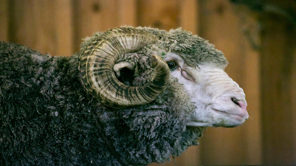 Merino sheep