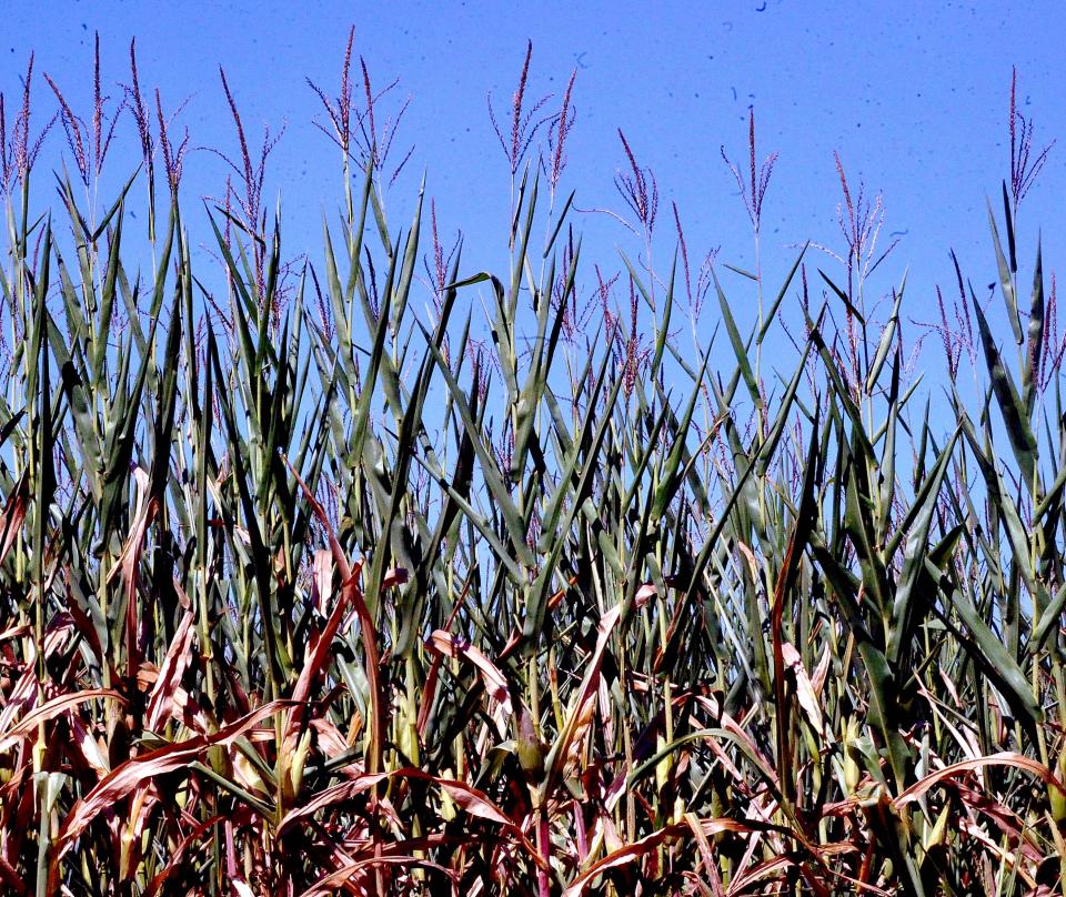 Corn in eastern Holmes County is trying to conserve moisture loss by curling its leaves, which will reduce plant sweating on a sunny day.