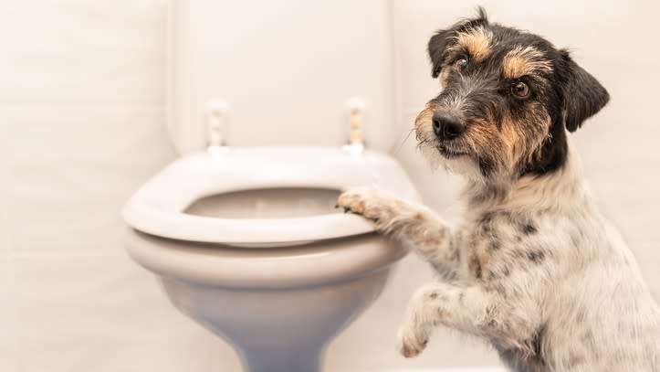 Dog and open toilet
