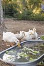 <p>If your backyard already includes chickens (or ducks!) — or if you just want to keep your furry friends hydrated, consider adding a unique DIY rustic water feature, like an inground watering trough. </p><p><strong><a href="https://www.countryliving.com/life/kids-pets/a32102474/raising-chickens/" rel="nofollow noopener" target="_blank" data-ylk="slk:Read more about raising backyard chickens.;elm:context_link;itc:0;sec:content-canvas" class="link ">Read more about raising backyard chickens.</a></strong></p><p><a class="link " href="https://go.redirectingat.com?id=74968X1596630&url=https%3A%2F%2Fwww.tractorsupply.com%2Ftsc%2Fcatalog%2Fstock-tanks&sref=https%3A%2F%2Fwww.countryliving.com%2Fgardening%2Fgarden-tours%2Fg1432%2Flandscaping-ideas%2F" rel="nofollow noopener" target="_blank" data-ylk="slk:SHOP STOCK TANKS;elm:context_link;itc:0;sec:content-canvas">SHOP STOCK TANKS</a></p>