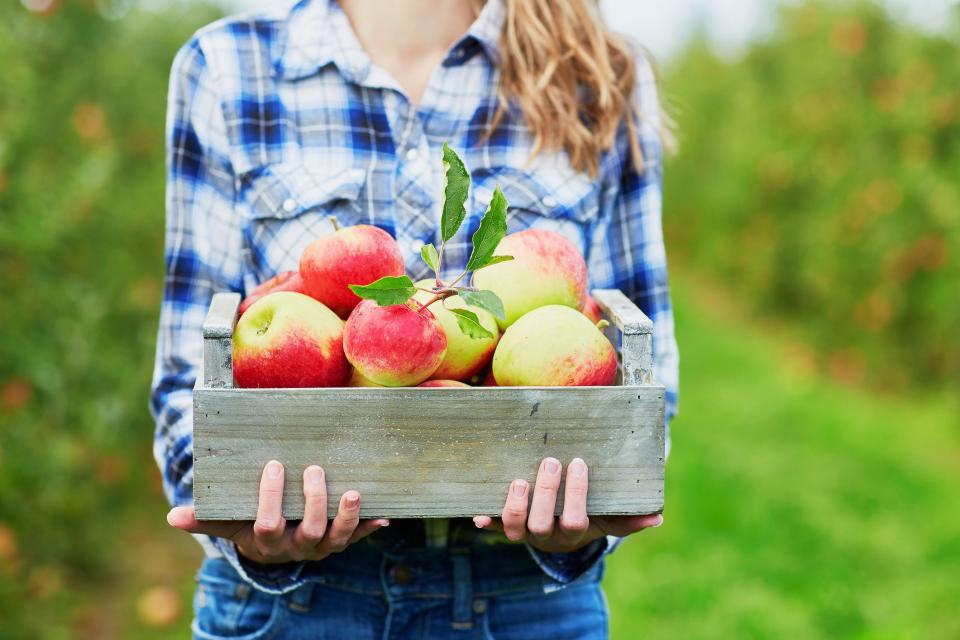 <p>Put on a flannel shirt and head to your nearest orchard: It's apple picking time! You know to go, but do you know <em>where</em> to go or <em>when</em> to go or <em>what</em> to do when you get there? Mhmm, we gotchyu. Read on for the answers to all those pressing questions.</p>