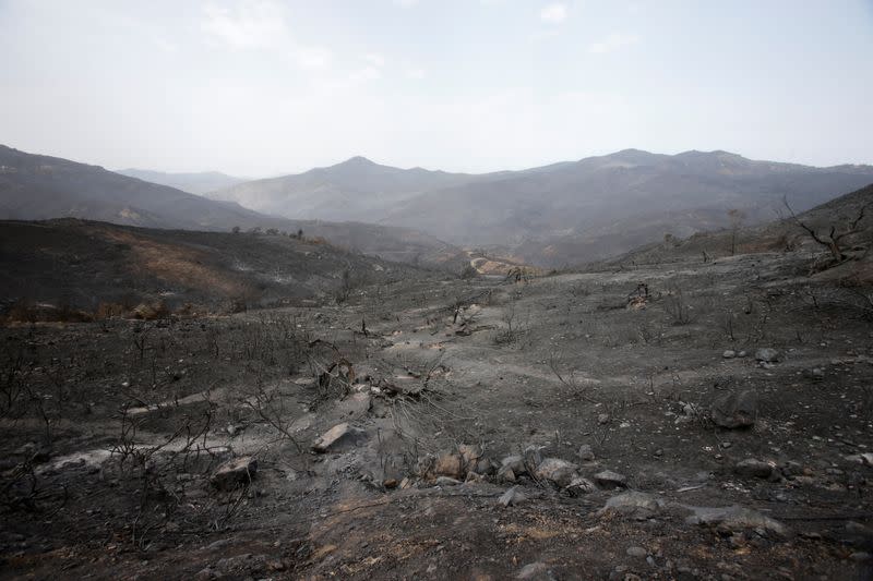 General view shows a burnt area in the aftermath of a wildfire in Bejaia