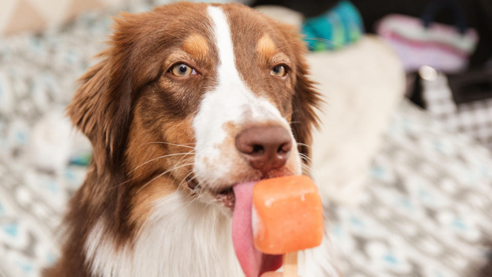 Dog eating popsicle