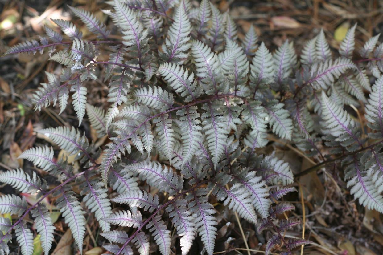 japanese painted fern