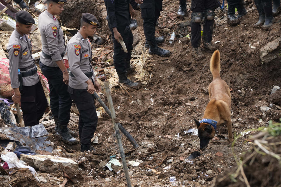 Police officers use a sniffer dog during the search for victims at village hit by an earthquake-triggered landslide in Cianjur, West Java, Indonesia, Thursday, Nov. 24, 2022. On the fourth day of an increasingly urgent search, Indonesian rescuers narrowed their work Thursday to the landslide where dozens are believed trapped after an earthquake that killed hundreds of people, many of them children. (AP Photo/Tatan Syuflana)