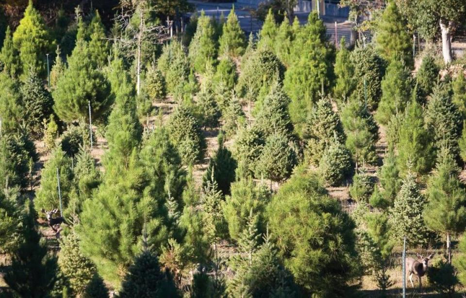 Deer peek out from the trees in the lower corners of this photo taken at Hidden Springs Christmas Tree Farm in Atascadero in November 2012.