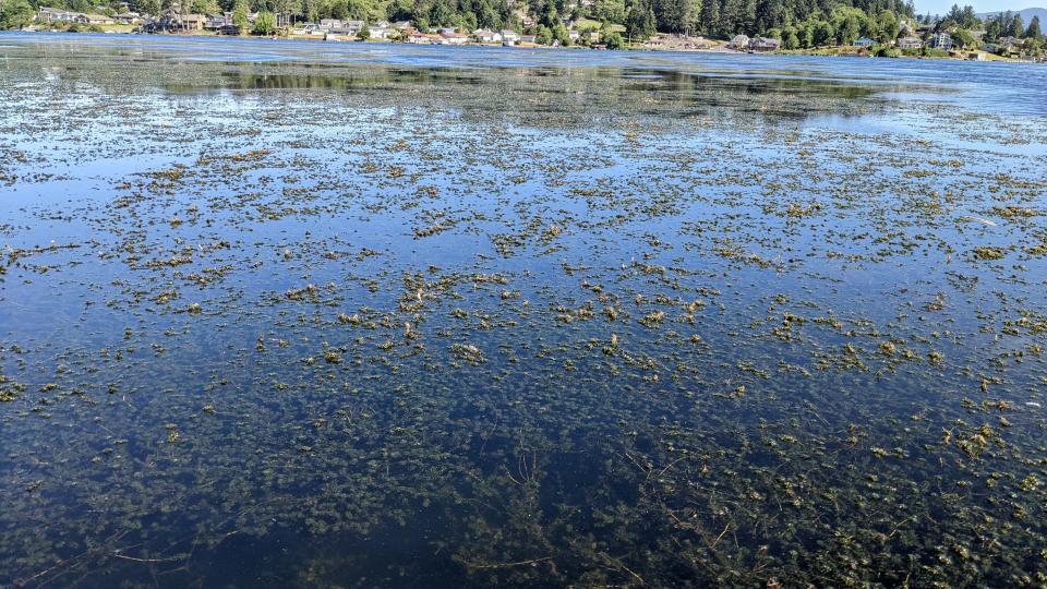 Elodea growth at Devil's Lake.