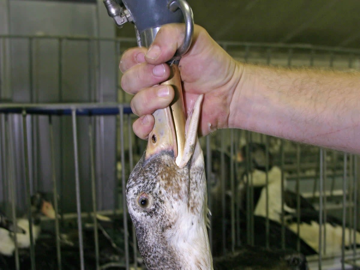 A farmer force-feeds grain to a duck to produce foie gras (Getty)