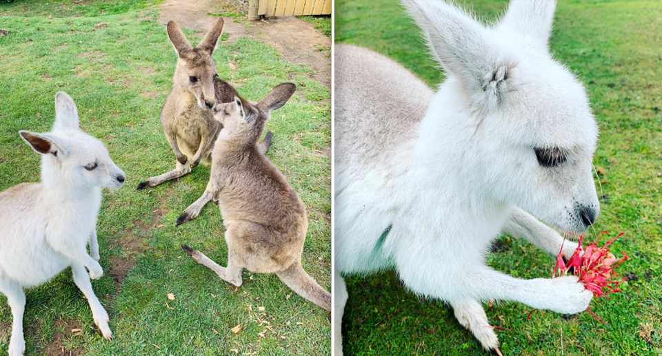 Left - A young Angel with two regular easter grey kangaroos. Right - A young Angel holding a flower close up.