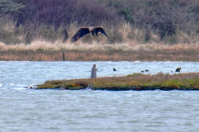 <p>Clare Jacobs</p> A grey seal barking at a passing white-tailed eagle