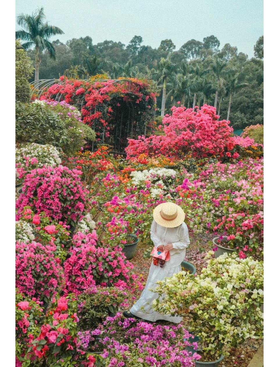 深圳旅遊｜福田區簕杜鵑花展開催！漫山遍野彩色花海、粉紅打卡風車、簕杜鵑隧道（附前往方法）