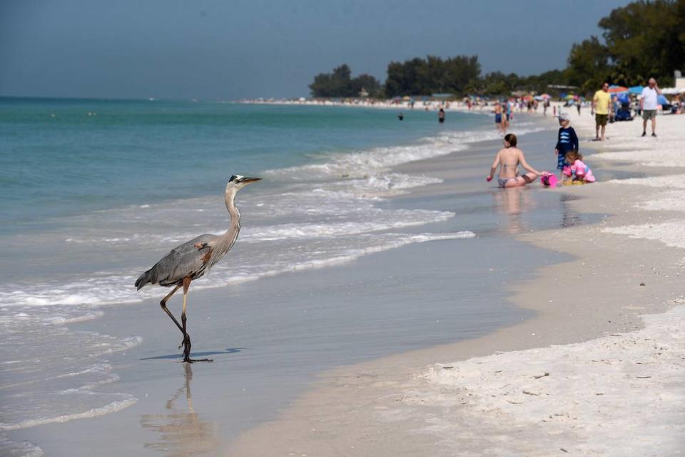 With average lodging costing $294 per night, Anna Maria Island ranked as Florida’s most expensive spring destination in a recent survey.. File photo is from 03/12/20. File photo by Tiffany Tompkins/ttompkins@bradenton.com