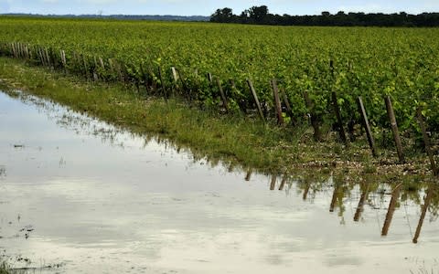A series of storms in the Bordeaux region has ruined dozens of vineyards - Credit: GEORGES GOBET/AFP