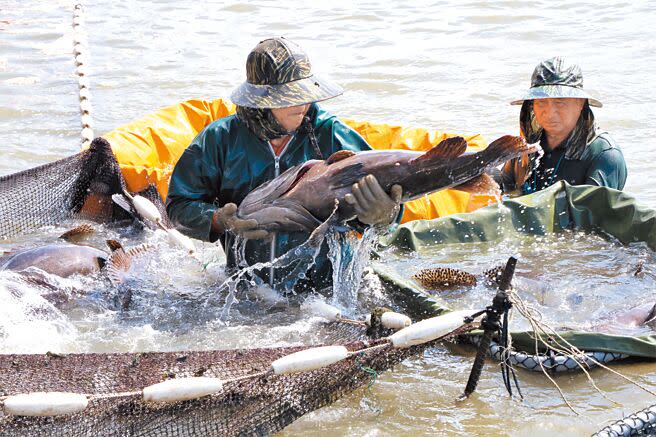 台灣石斑魚恢復輸陸，多數養殖戶看好農曆年前價格上漲。（本報資料照片）