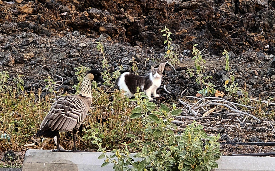 In this photo provided by the Hawaii Department of Land and Natural Resources, a feral cat looks towards a nene in a Big Island shopping center parking lot, in Waikoloa, Hawaii, on Monday, April 17, 2023. State authorities have cited two women for allegedly harming nene, an endangered species of geese native to Hawaii, by feeding feral cats in the lot. (Dan Dennison/Hawaii Department of Land and Natural Resources via AP)