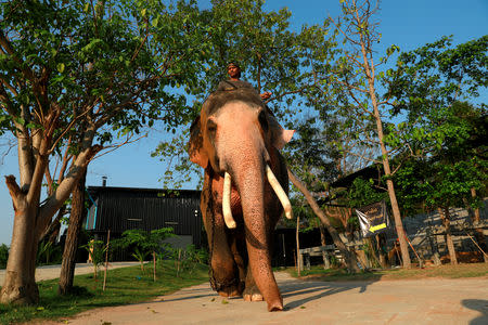 Plai Ekachai, 33, who will become first “white” elephant to be discovered under the reign of King Rama X, also known as Maha Vajiralongkorn, does his daily walking exercise in Maha Sarakham, Thailand April 25, 2019. REUTERS/Soe Zeya Tun