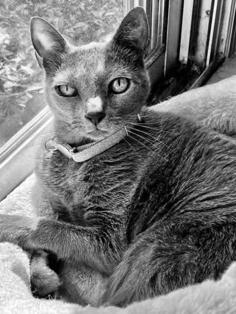 A Russian Blue in black and white. Shuggie Pop poses for his portrait in May 2022.