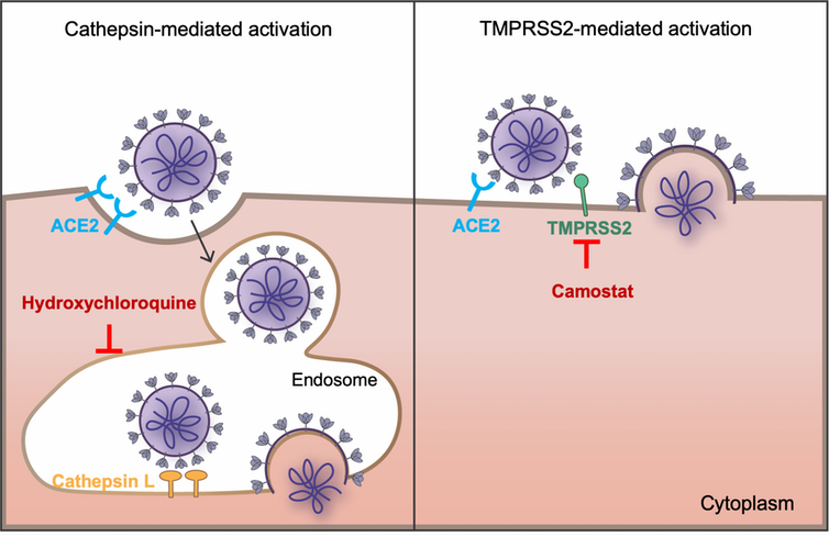 How coronavirus fuses with a cell.