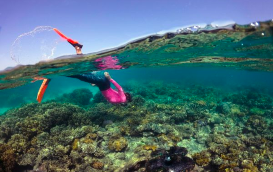 Snorkeller on reef