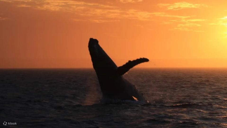 Sunset Whale Watching Cruise from Exmouth. (Photo: Klook SG)