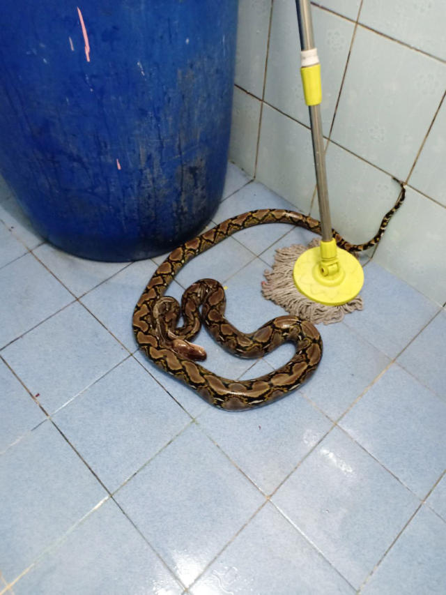 Teen hospitalized after snake bite to penis while on toilet