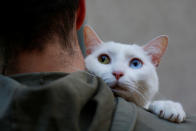 <p>Two-year-old cat “Onis” waits to be blessed by a priest outside San Anton Church in Madrid, Spain, Jan. 17, 2018. (Photo: Susana Vera/Reuters) </p>