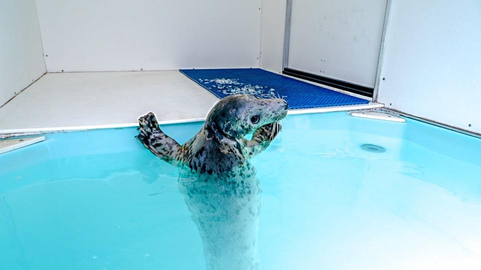 The seal rescued on Block Island is on the mend at Mystic Aquarium. The aquarium's rescue program is seeking volunteers, funds and other resources to help it keep up with demand.