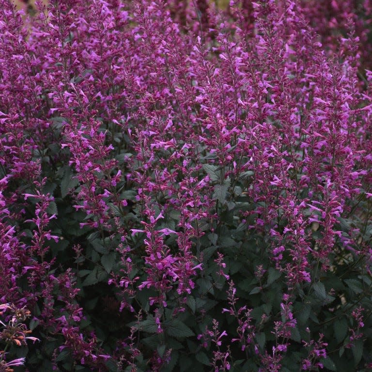 The Royal Raspberry is an agastache hybrid that attracts hummingbirds and is drought-tolerant.