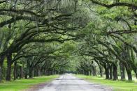 <p>This tree-lined path at the Wormsloe Historic Site in Savannah looks like a romantic place for a stroll. </p>