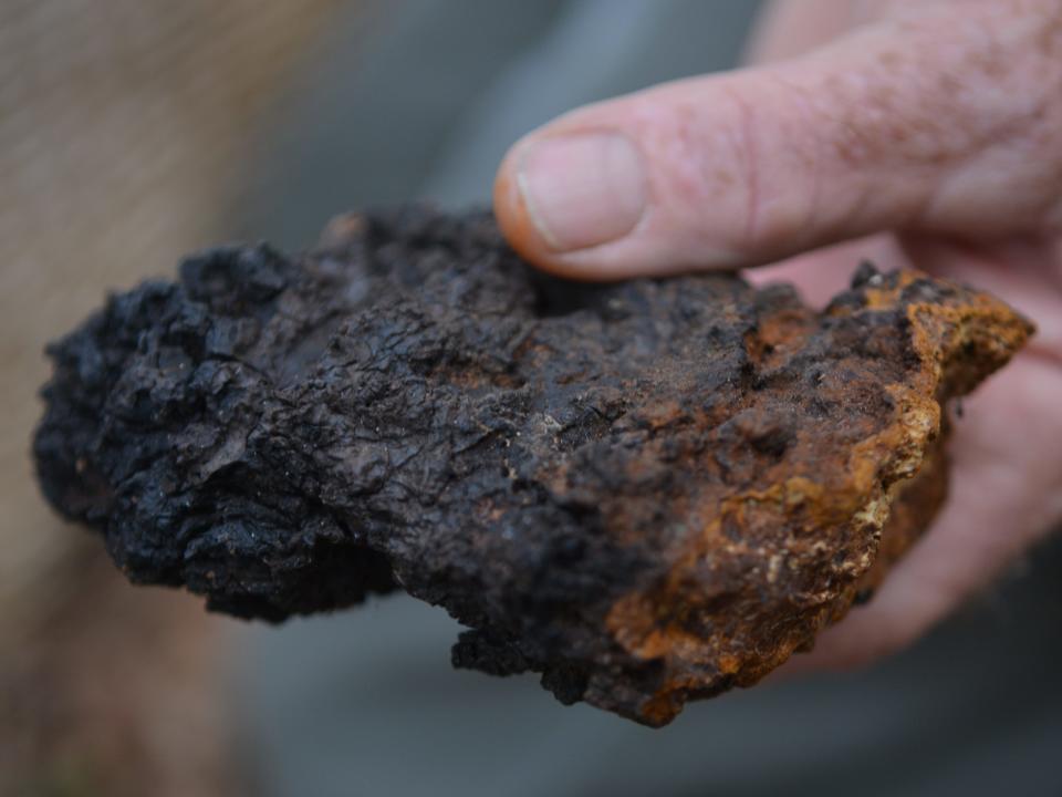 Mike Bell holds a Chaga mushroom. Mike Bell, of Bern Township, hunts for mushrooms near the Blue Marsh Lake Stilling Basin parking lot in Bern Township Thursday afternoon October 9, 2014