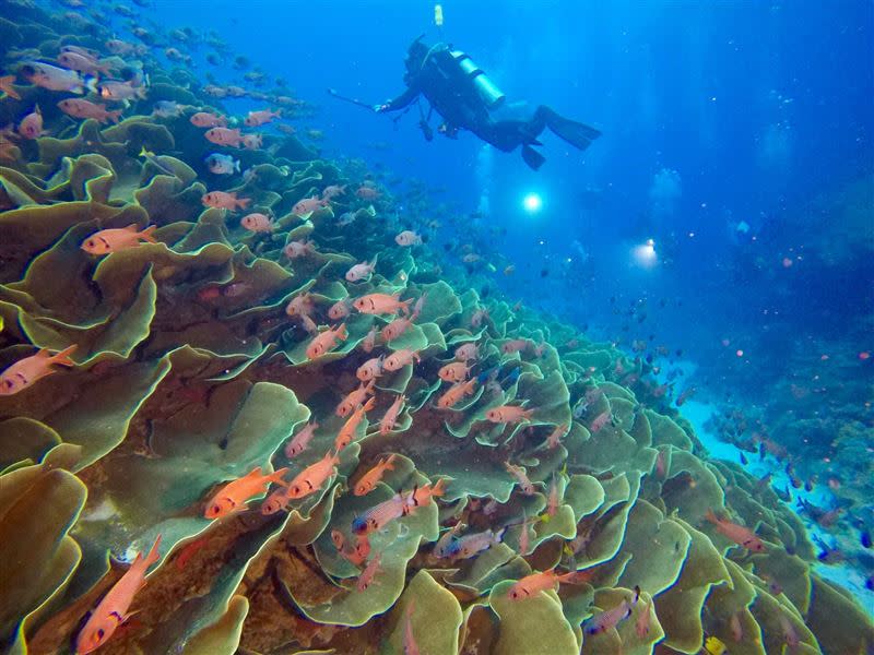 帛琉潛水美景。（圖／KKday提供）