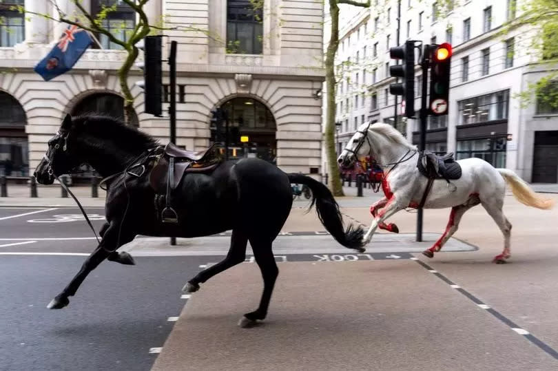 Two of the horses running through London.