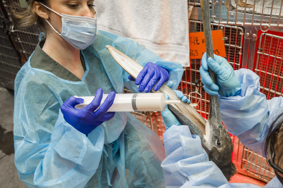 Lindsey Campbell, left, a senior wildlife tech at Wildlife Care Center, uses a large feeding syringe to feed a brown pelican that was starving and badly dehydrated Friday, May 3, 2024, in Huntington Beach, Calif. (Leonard Ortiz/The Orange County Register via AP)