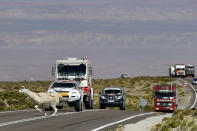 An alpaca crosses the road as drivers wait in their vehicles on the highlands of Chile en route to the Jama border crossing during the untimed 7th stage of the 2013 Dakar Rally from Calama to Salta, January 11, 2013. REUTERS/Ivan Alvarado (CHILE - Tags: SPORT MOTORSPORT ANIMALS)