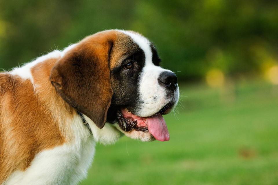 closeup of saint bernard sticking out tongue