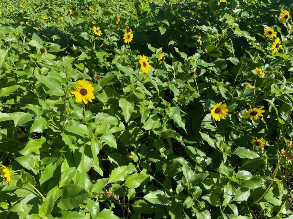Dune sunflower makes a great ground cover in dry sandy soil. It's drought- and salt-tolerant.