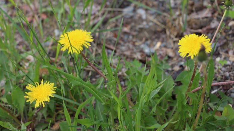 Taste of the park: Foraging for food in downtown Whitehorse