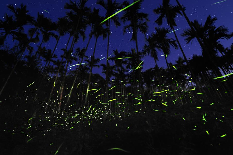 螢火蟲只生存在生態環境好的地方（圖片來源：Getty Creative）