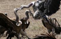 A committee of vultures gather for scavenging at the Ol Pejeta Conservancy near Nanyuki, in Laikipia county