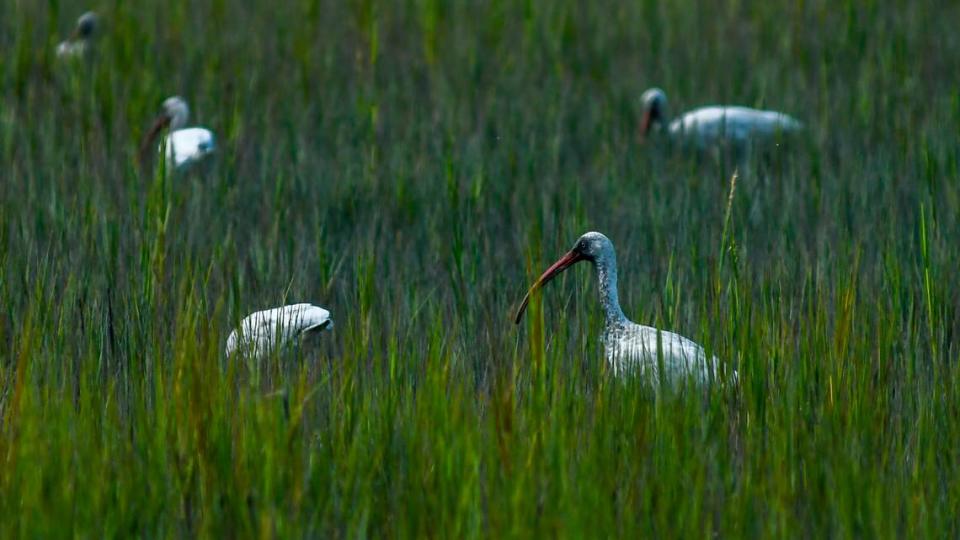 Immature white ibis’ forage for food in the marshes along Singleton Beach Road on Wednesday, Sept.13, 2023 on Hilton Head Island. Drew Martin/dmartin@islandpacket.com